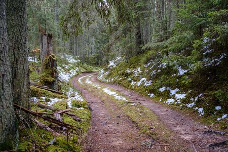 dark forest road in winter with partial snow and green moss. gravel dustの写真素材