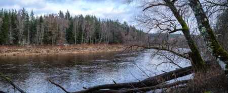 half frozen river in late autumn with trees with no leaves.  partial ice cover over river Gauja in...