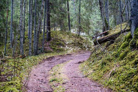 dark forest road in winter with partial snow and green moss. gravel dustの写真素材