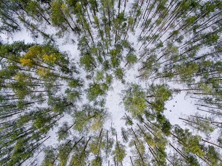 winter forest from above. Drone aerial image of winter trees. textured woodsの写真素材