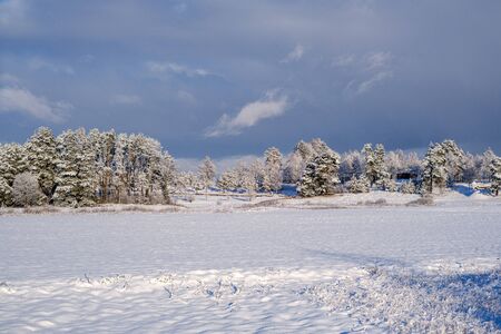 forest in snowy day in winter trees covered in snow. dark sky dayの写真素材