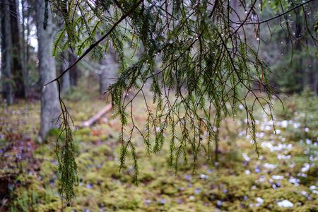 moss covered pine and spruce tree dark forest in winter with some earlie snowの写真素材