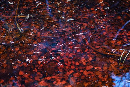 nature  abstract in autumn with old leaves in water with reflectionsの写真素材