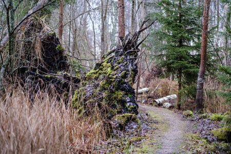 old broken tree trunk stump covered with moss in wet forest in autumnの写真素材