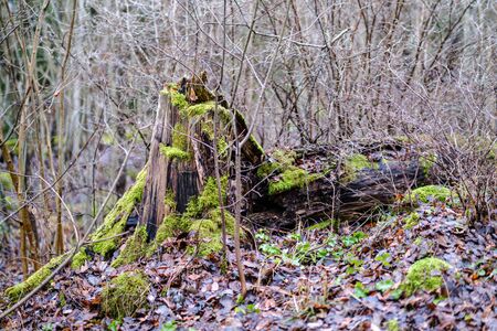 old broken tree trunk stump covered with moss in wet forest in autumnの写真素材
