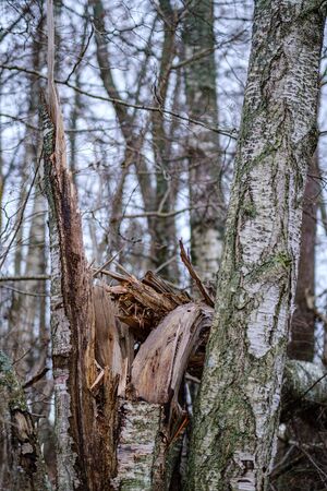old broken tree trunk stump covered with moss in wet forest in autumnの写真素材