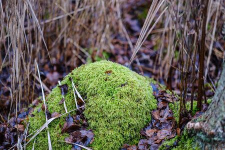 moss covered pine and spruce tree dark forest in winter with some earlie snowの写真素材
