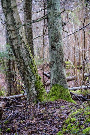 moss covered pine and spruce tree dark forest in winter with some earlie snowの写真素材