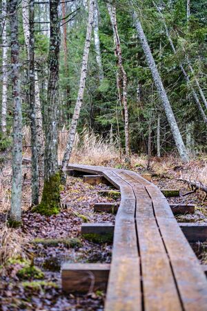 dark forest road in winter with partial snow and green moss. gravel dustの写真素材