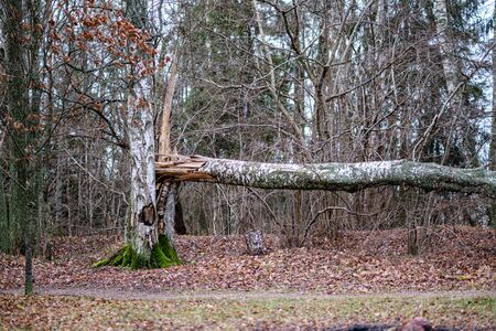 old broken tree trunk stump covered with moss in wet forest in autumnの写真素材