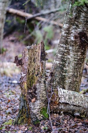 old broken tree trunk stump covered with moss in wet forest in autumnの写真素材