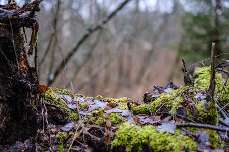 old broken tree trunk stump covered with moss in wet forest in autumnの写真素材