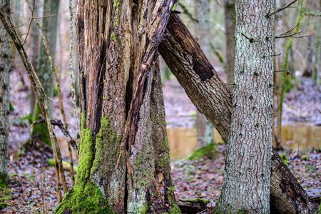 old broken tree trunk stump covered with moss in wet forest in autumnの写真素材