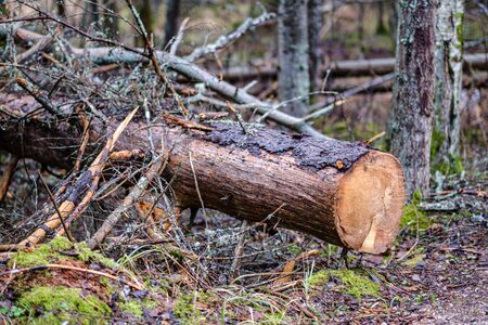 old broken tree trunk stump covered with moss in wet forest in autumnの写真素材