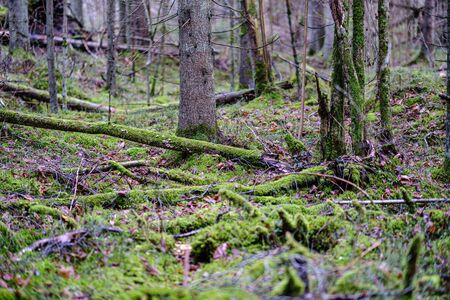 old broken tree trunk stump covered with moss in wet forest in autumn