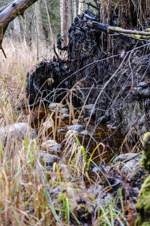 old broken tree trunk stump covered with moss in wet forest in autumnの写真素材