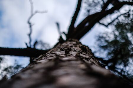 tree trunks in autumn without leaves and shallow depth of field against the sky. blur background artisticの写真素材
