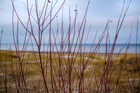 empty sea beach in autumn with some bushes and dry grass. water in perspectiveの写真素材