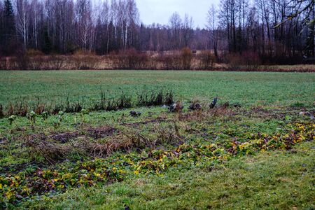 late garden in autumn with frozen vegetables in the fieldの写真素材