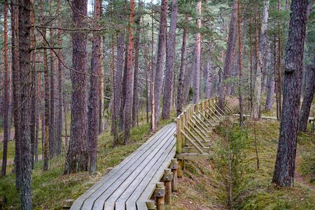 wooden boardwalk in forest in late autumn after rainの写真素材