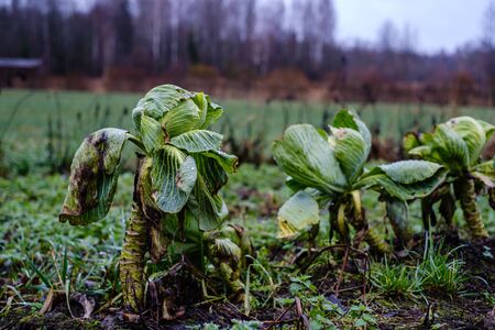 late garden in autumn with frozen vegetables in the fieldの写真素材