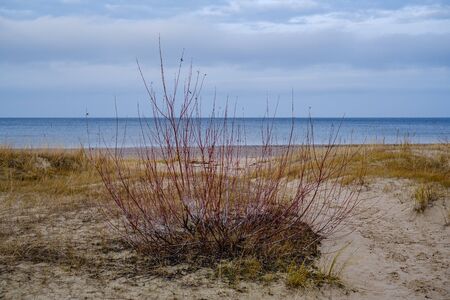 empty sea beach in autumn with some bushes and dry grass. water in perspectiveの写真素材