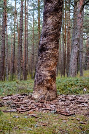 empty pine tree forest in late autumn cloudy dayの写真素材