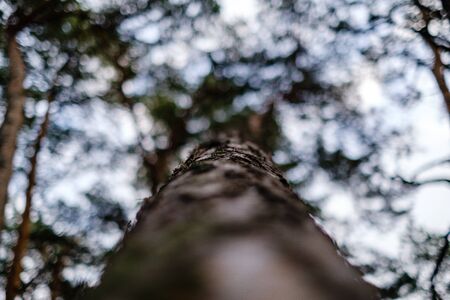 tree trunks in autumn without leaves and shallow depth of field against the sky. blur background artisticの写真素材