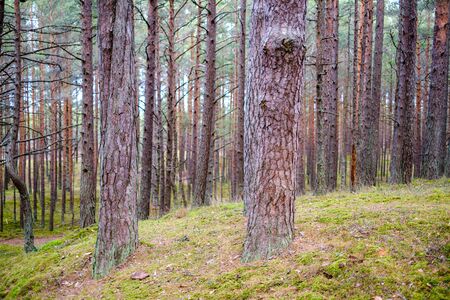 empty pine tree forest in late autumn cloudy dayの写真素材