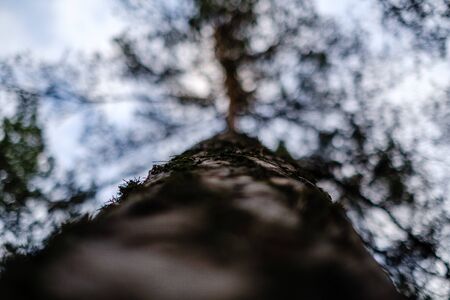 tree trunks in autumn without leaves and shallow depth of field against the sky. blur background artisticの写真素材