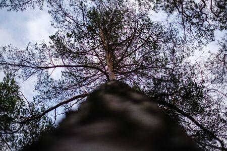 tree trunks in autumn without leaves and shallow depth of field against the sky. blur background artisticの写真素材