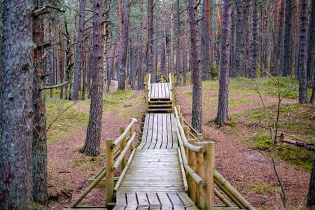 wooden boardwalk in forest in late autumn after rainの写真素材