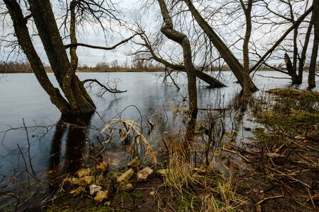 autumn river with flooded shore with trees in the waterの写真素材