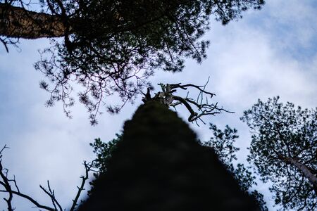 tree trunks in autumn without leaves and shallow depth of field against the sky. blur background artisticの写真素材