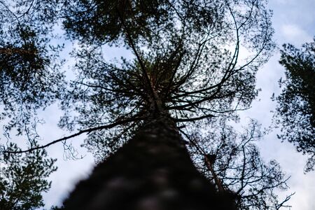 tree trunks in autumn without leaves and shallow depth of field against the sky. blur background artisticの写真素材