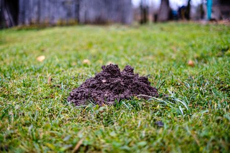 piles of wet soil on the green meadow. made by moleの写真素材