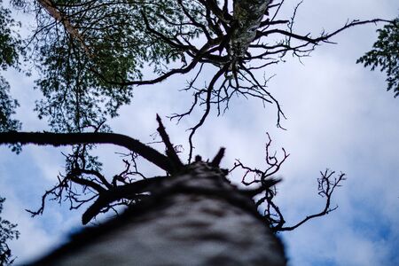 tree trunks in autumn without leaves and shallow depth of field against the sky. blur background artisticの写真素材