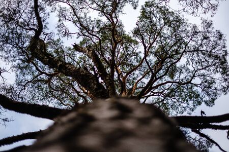 tree trunks in autumn without leaves and shallow depth of field against the sky. blur background artisticの写真素材