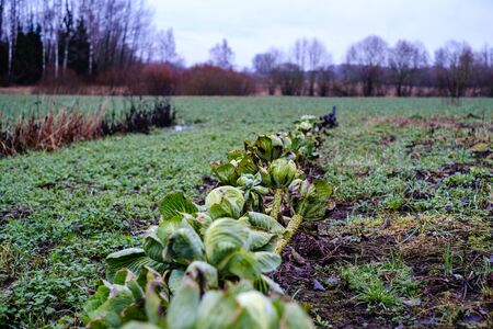 late garden in autumn with frozen vegetables in the fieldの写真素材