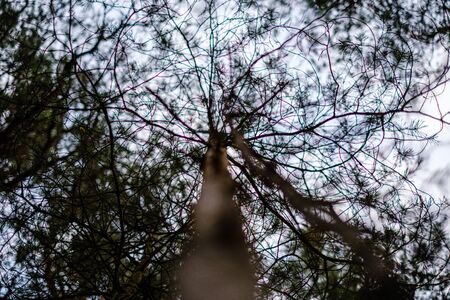 tree trunks in autumn without leaves and shallow depth of field against the sky. blur background artisticの写真素材