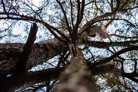 tree trunks in autumn without leaves and shallow depth of field against the sky. blur background artisticの写真素材