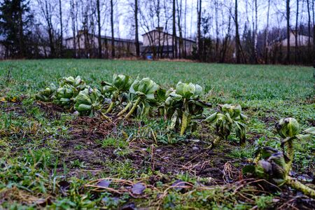 late garden in autumn with frozen vegetables in the fieldの写真素材