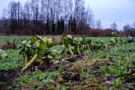 late garden in autumn with frozen vegetables in the fieldの写真素材