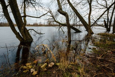 autumn river with flooded shore with trees in the waterの写真素材