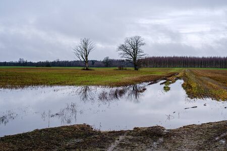 autumn river with flooded shore with trees in the waterの写真素材
