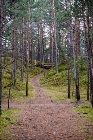empty pine tree forest in late autumn cloudy dayの写真素材