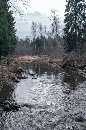picturesque river in forest in autumn. wilderness, no people and old dry tree trunks fallen in river. isolated from society in latviaの写真素材
