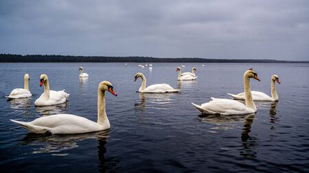 large flock of white swans swimming in lake in no snow winter in latviaの写真素材