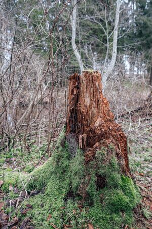 old dry tree trunk stomps laying in forest. broken logs in the ground a place fpr birds to liveの写真素材