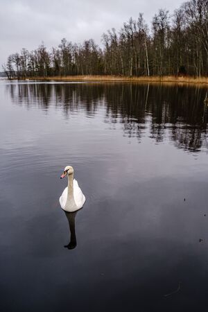 large flock of white swans swimming in lake in no snow winter in latviaの写真素材